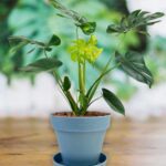 Heavy Plastic Flower pots With Tray (1 Pc) - Back View by Nari Haat, Indian ethnic wear, women clothing, designer suit