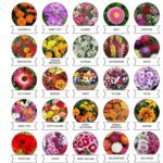 Seeds 20 Varieties of Flower Seeds Combo (1 Pkt / 20 Varieties) - Neckline Detail by Nari Haat, Indian ethnic wear, w...