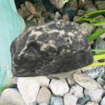 Realistic Fake Rock Key Hider – Weatherproof Outdoor Key Storage Emergencies (1 Pc) - Full Detail by Nari Haat, Ind...