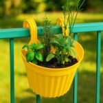 Multicolor Hanging Plastic Planter for Orchids