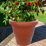 Garden Heavy Plastic Planter Pot / Gamla 6 inch (Brown, Pack of 1, Small) - Closeup Embroidery by Nari Haat, Indian e...