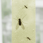 Fly, Mosquito & Insect Catcher Adhesive Sticky Glue Strips - Neckline Detail by Nari Haat, Indian ethnic wear, women ...