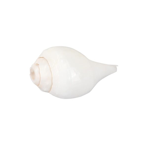 Click Pujan Shankh - Small 4" Blowable | Sangu Shankh | Sacred Small Conch Shell for Hindu Rituals | Lakshmi & Vishnu Blessings | Home Temple & Meditation
