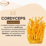Nourislif Cordyceps Militaris (Keedajadi) – 100% Lab-Grown Himalayan Cordyceps | Energy, Stamina, Immunity Booster ...