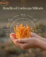 Nourislif Cordyceps Militaris (Keedajadi) – 100% Lab-Grown Himalayan Cordyceps | Energy, Stamina, Immunity Booster ...