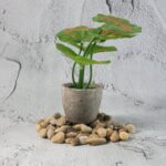 Decorative River Rock Stones (1 Set) - Back View by Nari Haat, Indian ethnic wear, women clothing, designer suit