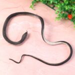 Realistic Rubber Snake Prank Toy (1 Pc) - Neckline Detail by Nari Haat, Indian ethnic wear, women clothing, designer ...