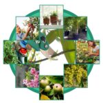 Garden Shears Pruners Scissor for Cutting Branches, Flowers, Leaves, Pruning Seeds - Fabric Detail by Nari Haat, Indi...