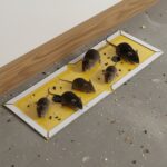 PCI Cardboard Troublegum Small Size Mouse Trap-10Pc - Full Detail by Nari Haat, Indian ethnic wear, women clothing, d...