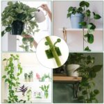 Self-Adhesive Money Plant Support Clips