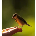 Small Bird Wallpaper Mobile Case Cover - Image 2