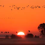 Sunrise with Birds Mobile Case Cover - Image 2