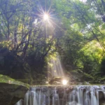 Forest Sunrise Wallpapers Mobile Case Cover - Image 2