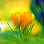 Yellow Crocus Flowers Wallpapers Mobile Case Cover - Image 2