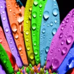 Different Color Leaves with waterdrops Mobile Case Cover - Image 2