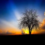 Nature Sunrise Effect Mobile Case Cover - Image 2