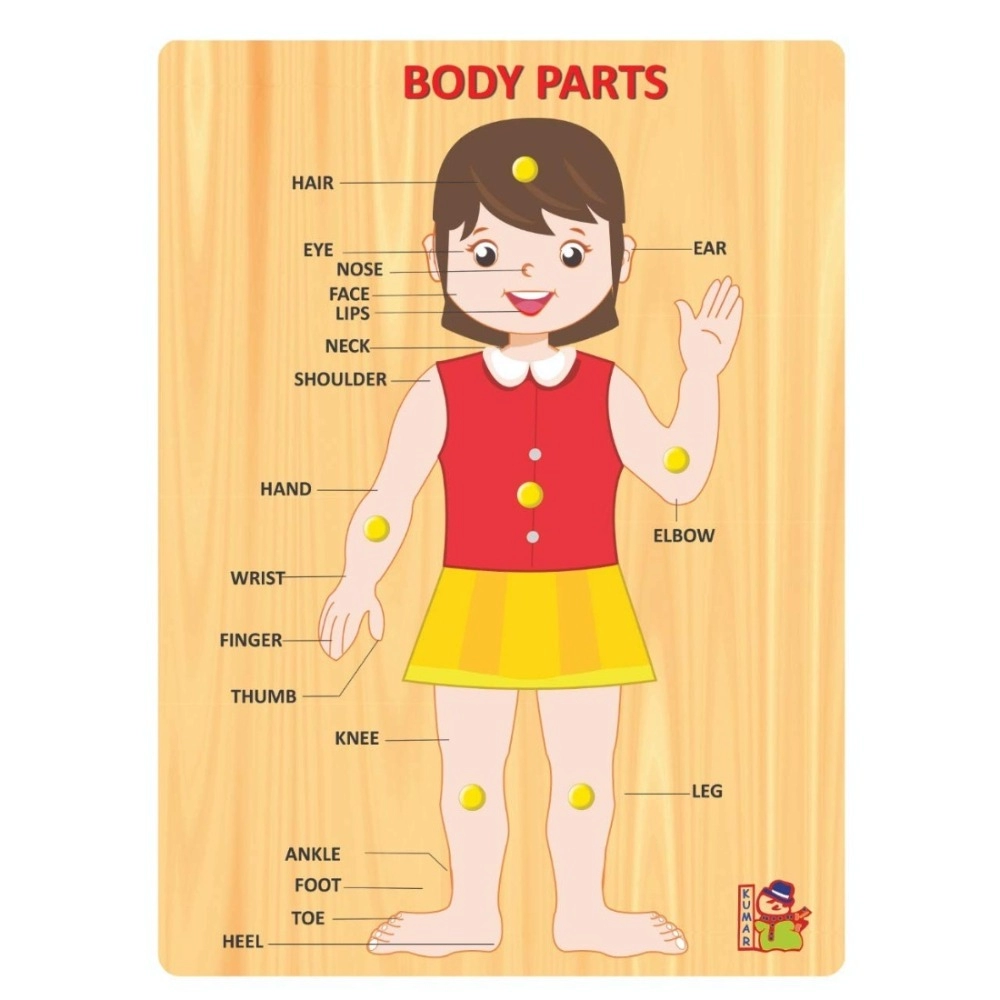 53860350348_1f8c60d25b_o_d-1000x1000-1.webp Wooden educational puzzle board for learning body parts
