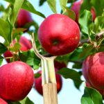 Fruit Plucking Tool Head Set (2 Pc) - Image 3