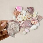 Natural Decorative Sea Shells Set (1 Set) - Image 7