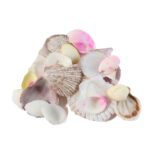 Natural Decorative Sea Shells Set (1 Set) - Image 5