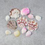 Natural Decorative Sea Shells Set (1 Set) - Image 8